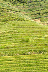 Rice terraced in Northern Vietnam
