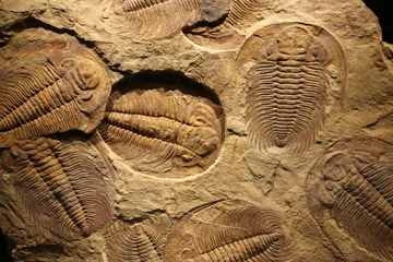 Foto op Canvas fossiele trilobiet afdruk in het sediment. © merlin74