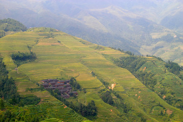 Rice terraced in Northern Vietnam