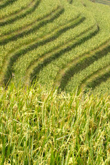 Rice terraced in Northern Vietnam