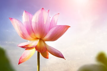 Afwasbaar Fotobehang Lotusbloem lotusbloem bloesem
