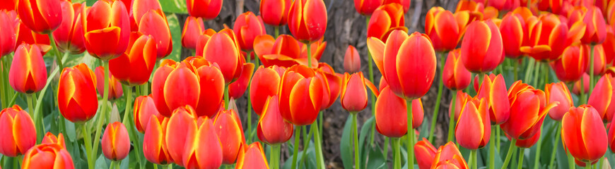 Flower bed of multi color tulips.
