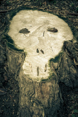 Cut of a tree in the shape of the scull. Stump. Toned