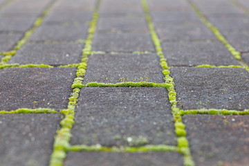 green moss growing from stone brick floor