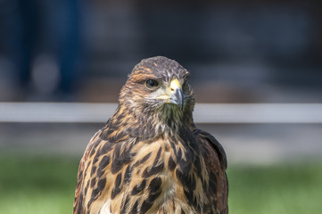 Portrait of a Harris Hawk