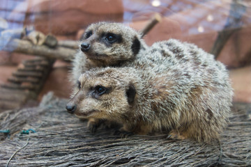 Suricates