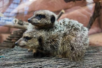 Suricates