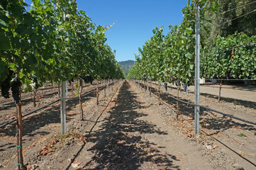 Vineyards in California