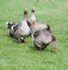 Graylag geese