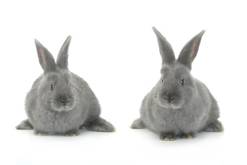two gray rabbit