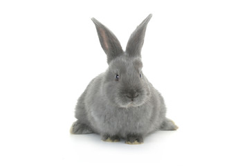 gray rabbit