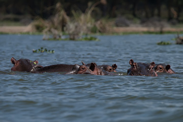 Fototapeta premium Hippos' family