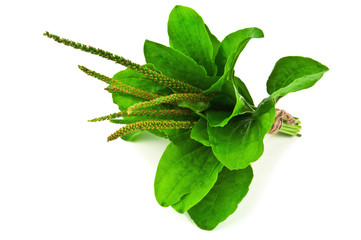 bunch of plantain © Volodymyr Shevchuk