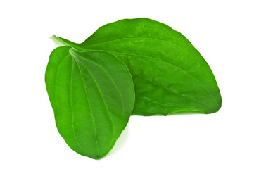 plantain leaves