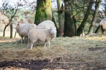 Heidschnucke auf der Weide