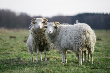 heidschnucke auf der weide