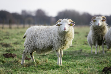 Heidschnucke auf der weide