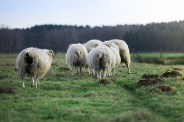 Obraz premium heidschnucken herde von hinten