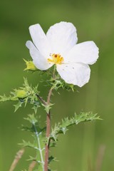 White wild flower - nature