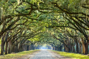 Photo sur Plexiglas Amérique centrale Route de campagne bordée de chênes à Savannah, Géorgie