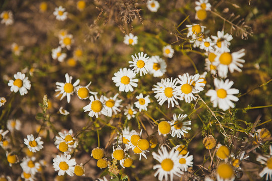 1604 Images – Browse 81 Stock Photos, Vectors, and Video | Adobe Stock
