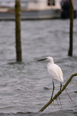 Little egret perched