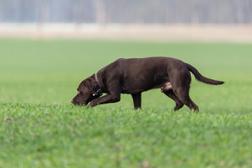 Labrador Retriever nimmt Witterung auf