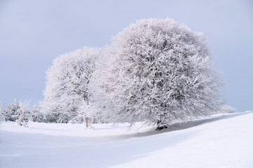 Obraz na płótnie Canvas Frozen trees