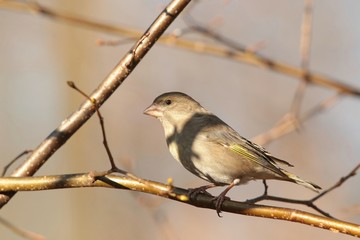 Greenfinch (Carduelis chloris) on a twig