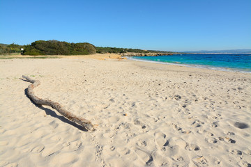 Fototapeta na wymiar driftwood in Lazzaretto beach