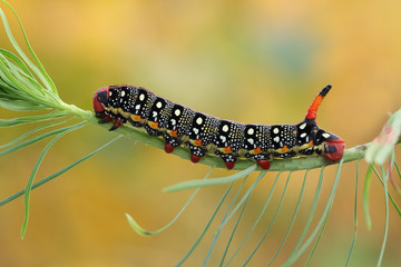 hawk moth caterpillar (Hyles euphorbiae)