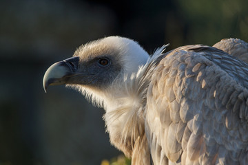 Oplettende vale gier