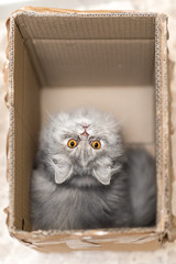 Gatto persiano nella scatola di cartone