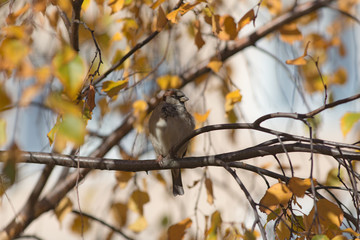 sparrow on autumn tree