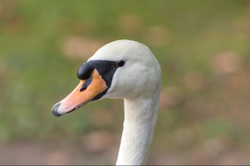 portrait of white swan