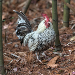 black and white  rooster