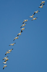Flock of Snow Geese Flying in a Blue Sky