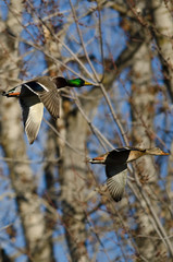 Pair of Mallard Duck Flying Through the Woods