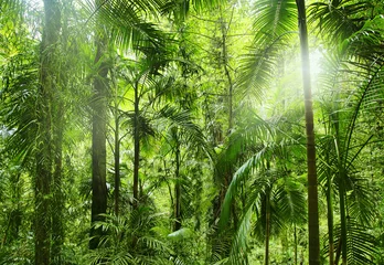 Foto op Plexiglas Bloemenwinkel regenwoud