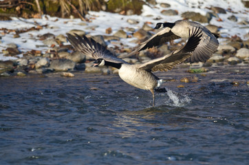 Canada Geese Taking Off From a Winter River