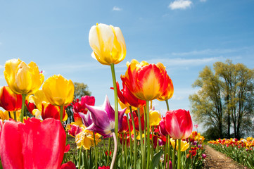 Tulpen