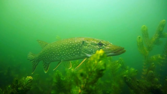 Pike on the plants background