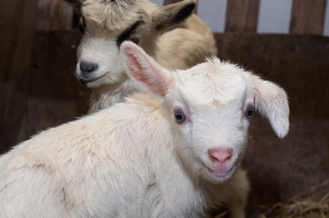 Fototapeta premium goat