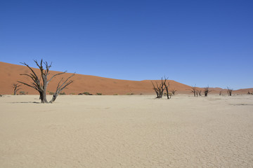 Deadvlei, Namib-Naukluft National Park, Namibia, Africa