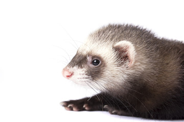 Красивая фретка