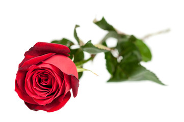 Fototapeta premium Red rose flower isolated on white
