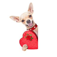 valentines dog