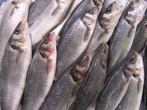 Lubinas en la lonja del pescado.