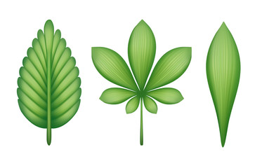 abstract green leaves illustration isolated on white