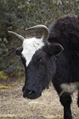 One yak in Nepal Himalayas